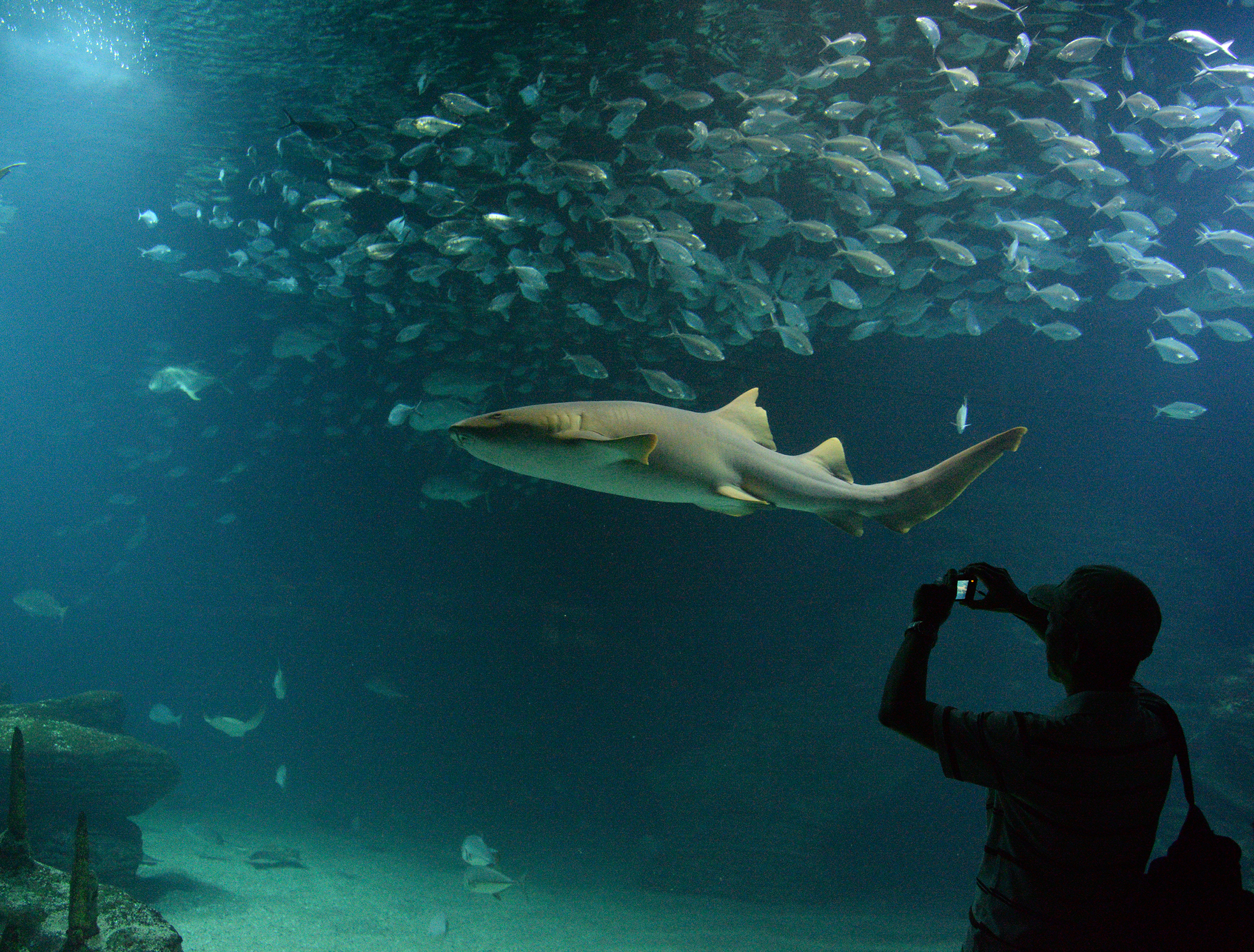 艺术科学城水族馆，瓦伦西亚