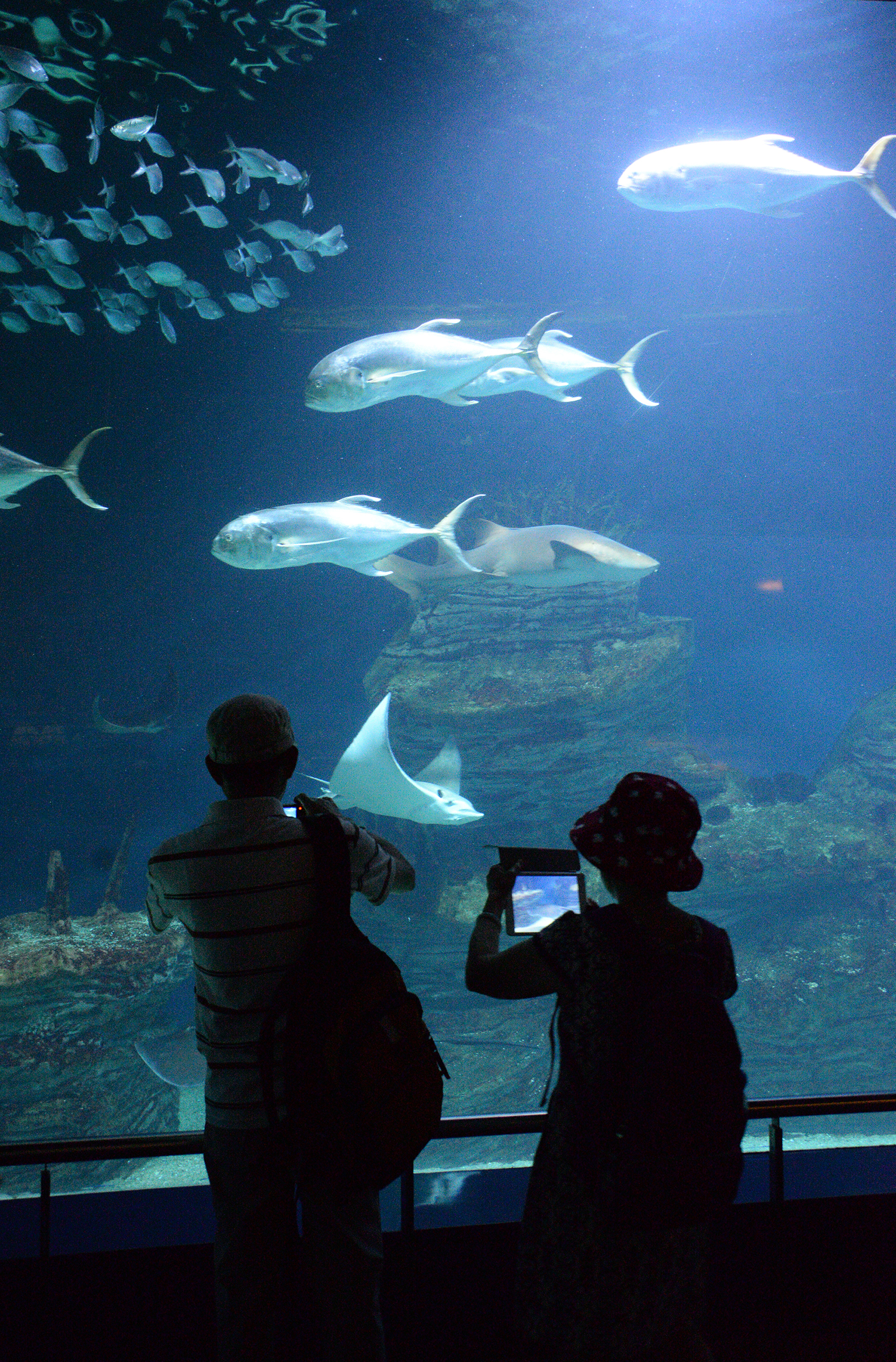 艺术科学城水族馆，瓦伦西亚